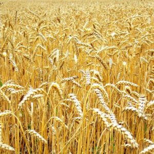 Жара делает пшеницу ядовитой